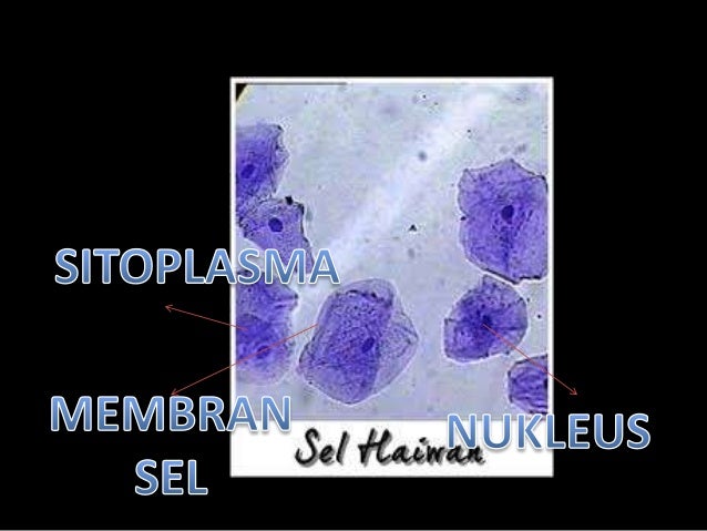 Sel sebagai unit asas hidupan