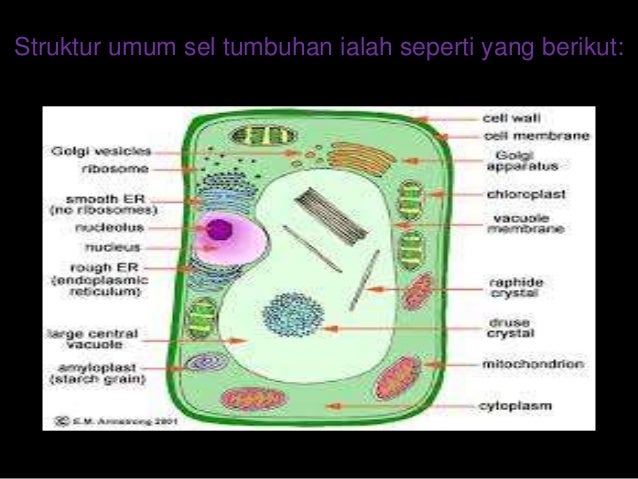 Sel sebagai unit asas hidupan