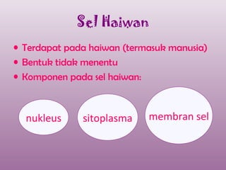 Sel Haiwan
• Terdapat pada haiwan (termasuk manusia)
• Bentuk tidak menentu
• Komponen pada sel haiwan:



  nukleus     sitoplasma    membran sel
 