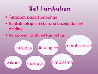 Sel Tumbuhan
• Terdapat pada tumbuhan
• Bentuk tetap oleh kerana kewujudan sel
  dinding
• komponen pada sel tumbuhan:


     nukleus    dinding sel   membran sel


vakuol    kloroplas    sitoplasma
 