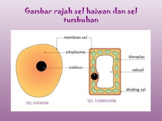 Gambar rajah sel haiwan dan sel
          tumbuhan
 