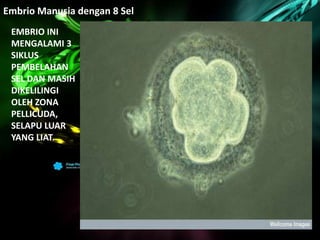 Sel-Sel pada Manusia | PPTX