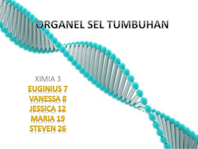 Sel Tumbuhan lengkap beserta organel Sel Tumbuhan lengkap beserta organel