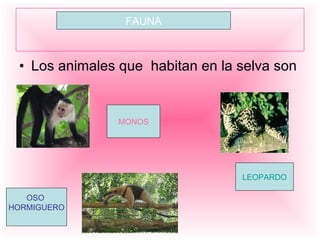 Los animales que habitan en la selva son MONOS LEOPARDO OSO HORMIGUERO FAUNA