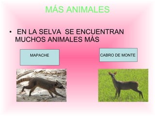 MÁS ANIMALES EN LA SELVA SE ENCUENTRAN MUCHOS ANIMALES MÀS MAPACHE CABRO DE MONTE