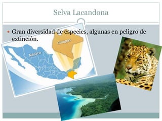 Selva Lacandona

 Gran diversidad de especies, algunas en peligro de
 extinción.
 