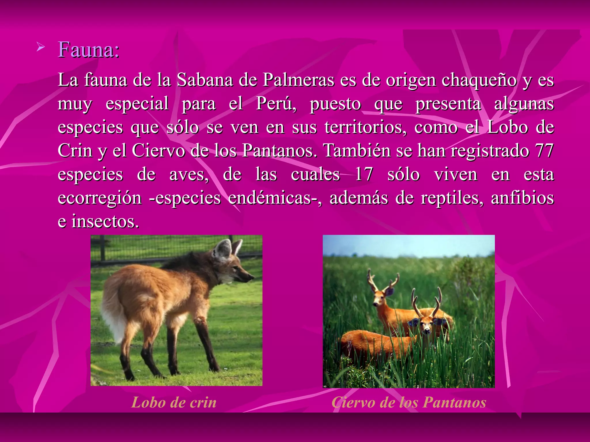    Fauna:
    La fauna de la Sabana de Palmeras es de origen chaqueño y es
    muy especial para el Perú, puesto que presenta algunas
    especies que sólo se ven en sus territorios, como el Lobo de
    Crin y el Ciervo de los Pantanos. También se han registrado 77
    especies de aves, de las cuales 17 sólo viven en esta
    ecorregión -especies endémicas-, además de reptiles, anfibios
    e insectos.




             Lobo de crin             Ciervo de los Pantanos
 