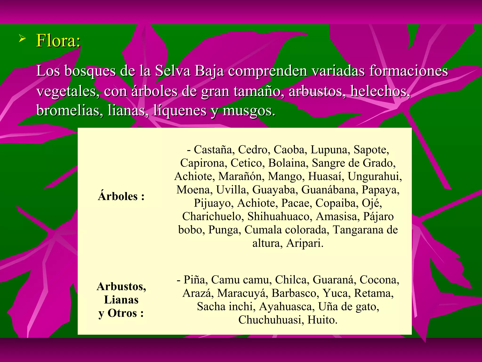    Flora:
    Los bosques de la Selva Baja comprenden variadas formaciones
    vegetales, con árboles de gran tamaño, arbustos, helechos,
    bromelias, lianas, líquenes y musgos.

                           - Castaña, Cedro, Caoba, Lupuna, Sapote,
                          Capirona, Cetico, Bolaina, Sangre de Grado,
                         Achiote, Marañón, Mango, Huasaí, Ungurahui,
                         Moena, Uvilla, Guayaba, Guanábana, Papaya,
             Árboles :
                             Pijuayo, Achiote, Pacae, Copaiba, Ojé,
                          Charichuelo, Shihuahuaco, Amasisa, Pájaro
                         bobo, Punga, Cumala colorada, Tangarana de
                                        altura, Aripari.


                         - Piña, Camu camu, Chilca, Guaraná, Cocona,
             Arbustos,
                           Arazá, Maracuyá, Barbasco, Yuca, Retama,
              Lianas
                              Sacha inchi, Ayahuasca, Uña de gato,
             y Otros :
                                      Chuchuhuasi, Huito.
 