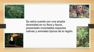 Su selva cuenta con una amplia
diversidad en su flora y fauna,
presentado incontables especies
nativas y animales típicos de la región.
 