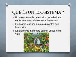 QUÈ ÉS UN ECOSISTEMA ?
O Un ecosistema és un espai on es relacionen
els éssers vius i els elements inanimats.
O Els éssers vius són animals i plantes que
tenen vida.
O Els elements inanimats són tot el que no té
vida
.
 