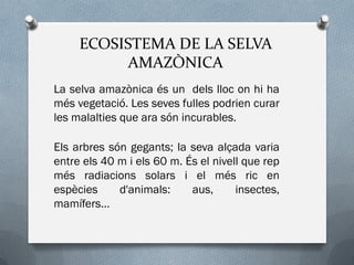 ECOSISTEMA DE LA SELVA
AMAZÒNICA
La selva amazònica és un dels lloc on hi ha
més vegetació. Les seves fulles podrien curar
les malalties que ara són incurables.
Els arbres són gegants; la seva alçada varia
entre els 40 m i els 60 m. És el nivell que rep
més radiacions solars i el més ric en
espècies d'animals: aus, insectes,
mamífers...
 
