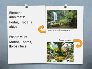 elements inanimats
Éssers vius
Elements
inanimats:
Pedra, roca i
aigua.
Éssers vius:
Monos, serps,
lloros i tucà.
 