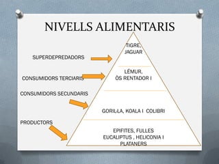 NIVELLS ALIMENTARIS
SUPERDEPREDADORS
CONSUMIDORS TERCIARIS
CONSUMIDORS SECUNDARIS
PRODUCTORS
TIGRE,
JAGUAR
LÉMUR,
ÒS RENTADOR I
GORIL·LA, KOALA I COLIBRI
EPIFITES, FULLES
EUCALIPTUS , HELICONIA I
PLATANERS
 
