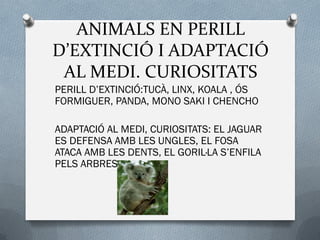 ANIMALS EN PERILL
D’EXTINCIÓ I ADAPTACIÓ
AL MEDI. CURIOSITATS
PERILL D’EXTINCIÓ:TUCÀ, LINX, KOALA , ÓS
FORMIGUER, PANDA, MONO SAKI I CHENCHO
ADAPTACIÓ AL MEDI, CURIOSITATS: EL JAGUAR
ES DEFENSA AMB LES UNGLES, EL FOSA
ATACA AMB LES DENTS, EL GORIL·LA S’ENFILA
PELS ARBRES.
 