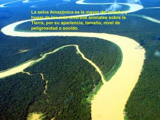 La selva Amazónica es la mayor del mundo y
hogar de los más diversos animales sobre la
Tierra, por su apariencia, tamaño, nivel de
peligrosidad o sonido.
 