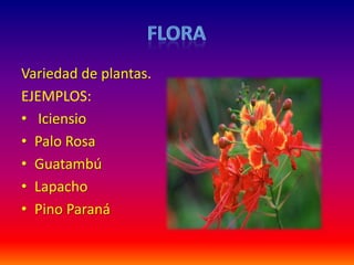 Variedad de plantas.
EJEMPLOS:
• Iciensio
• Palo Rosa
• Guatambú
• Lapacho
• Pino Paraná