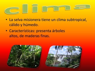 • La selva misionera tiene un clima subtropical,
cálido y húmedo.
• Características: presenta árboles
altos, de maderas finas.