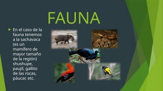 Selva Alta o Rupa Rupa.pptx- exposición | PPTX