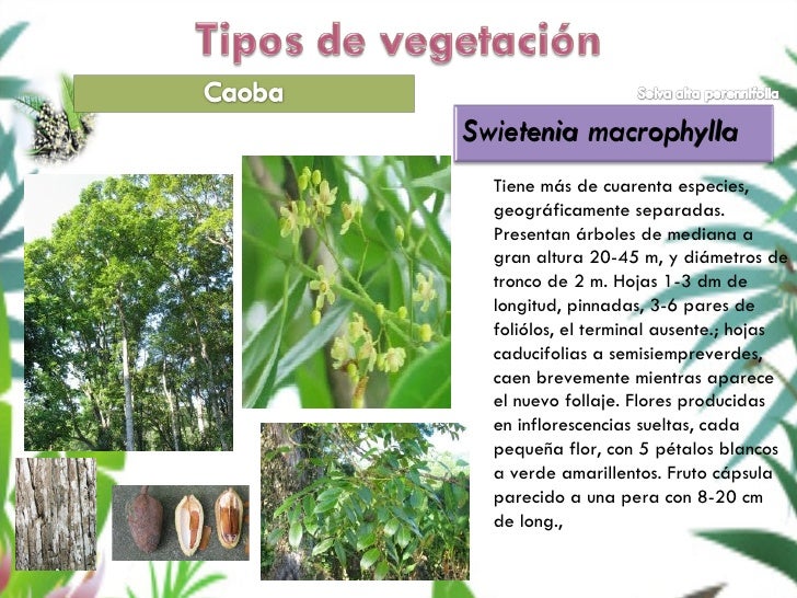 Selva Alta Perennifolia