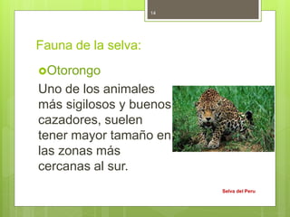 Fauna de la selva:
Otorongo
Uno de los animales
más sigilosos y buenos
cazadores, suelen
tener mayor tamaño en
las zonas más
cercanas al sur.
Selva del Peru
14
 