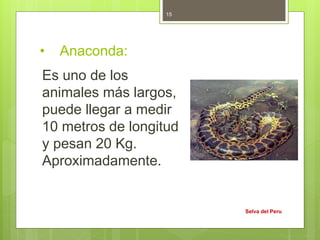 • Anaconda:
Es uno de los
animales más largos,
puede llegar a medir
10 metros de longitud
y pesan 20 Kg.
Aproximadamente.
Selva del Peru
15
 