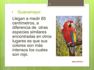 • Guacamayo:
Llegan a medir 85
centímetros, a
diferencia de otras
especies similares
encontradas en otros
lugares es que sus
colores son más
intensos los cuales
son rojo.
Selva del Peru
16
 