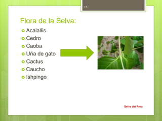 Flora de la Selva:
 Acalallis
 Cedro
 Caoba
 Uña de gato
 Cactus
 Caucho
 Ishpingo
Selva del Peru
17
 