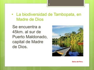 • La biodiversidad de Tambopata, en
Madre de Dios
Se encuentra a
45km. al sur de
Puerto Maldonado,
capital de Madre
de Dios.
Selva del Peru
6
 