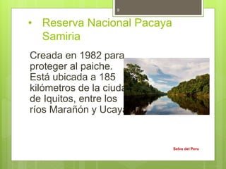 • Reserva Nacional Pacaya
Samiria
Creada en 1982 para
proteger al paiche.
Está ubicada a 185
kilómetros de la ciudad
de Iquitos, entre los
ríos Marañón y Ucayali
Selva del Peru
9
 