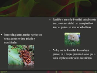 • También es mayor la diversidad animal en esta
                                               zona, con una variedad casi inimaginable de
                                               insectos posibles en unas pocas hectáreas.

• Como en las plantas, muchas especies son
  escasas (pocas por área unitaria) y
  especializadas.

                                             • No hay mucha diversidad de mamíferos
                                               grandes en el bosque primario debido a que la
                                               densa vegetación estorba sus movimientos.
 