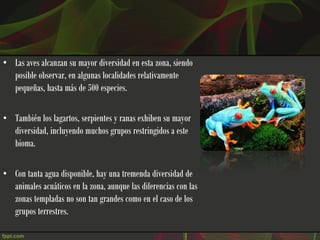 • Las aves alcanzan su mayor diversidad en esta zona, siendo
  posible observar, en algunas localidades relativamente
  pequeñas, hasta más de 500 especies.

• También los lagartos, serpientes y ranas exhiben su mayor
  diversidad, incluyendo muchos grupos restringidos a este
  bioma.

• Con tanta agua disponible, hay una tremenda diversidad de
  animales acuáticos en la zona, aunque las diferencias con las
  zonas templadas no son tan grandes como en el caso de los
  grupos terrestres.
 
