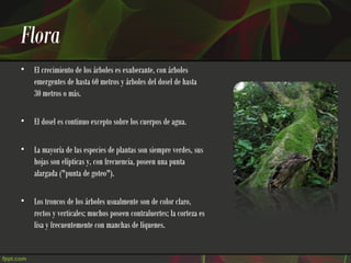 Flora
•   El crecimiento de los árboles es exuberante, con árboles
    emergentes de hasta 60 metros y árboles del dosel de hasta
    30 metros o más.

•   El dosel es continuo excepto sobre los cuerpos de agua.

•   La mayoría de las especies de plantas son siempre verdes, sus
    hojas son elípticas y, con frecuencia, poseen una punta
    alargada ("punta de goteo").

•   Los troncos de los árboles usualmente son de color claro,
    rectos y verticales; muchos poseen contrafuertes; la corteza es
    lisa y frecuentemente con manchas de líquenes.
 