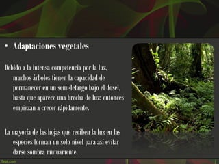 • Adaptaciones vegetales

Debido a la intensa competencia por la luz,
   muchos árboles tienen la capacidad de
   permanecer en un semi-letargo bajo el dosel,
   hasta que aparece una brecha de luz; entonces
   empiezan a crecer rápidamente.

La mayoría de las hojas que reciben la luz en las
   especies forman un solo nivel para así evitar
   darse sombra mutuamente.
 