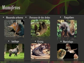 Mamiferos
• Musaraña arborea • Perezoso de dos dedos   • Pangolines




    • Antilope              • Civieta        • Murcielago
 