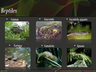 Reptiles
  • Caiman     • Anaconda    • Cocodrilo gigante




   • Tortuga    • Camaleón          • Iguana
 