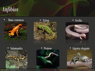Anfibios
• Rana venenosa   • Triton       • Cecilia




  • Salamandra     • Proteus   • Gigotea elegante
 