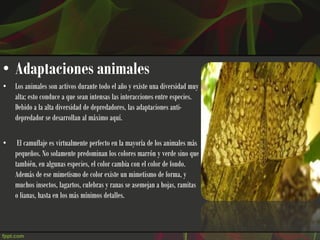• Adaptaciones animales
•   Los animales son activos durante todo el año y existe una diversidad muy
    alta; esto conduce a que sean intensas las interacciones entre especies.
    Debido a la alta diversidad de depredadores, las adaptaciones anti-
    depredador se desarrollan al máximo aquí.

•    El camuflaje es virtualmente perfecto en la mayoría de los animales más
    pequeños. No solamente predominan los colores marrón y verde sino que
    también, en algunas especies, el color cambia con el color de fondo.
    Además de ese mimetismo de color existe un mimetismo de forma, y
    muchos insectos, lagartos, culebras y ranas se asemejan a hojas, ramitas
    o lianas, hasta en los más mínimos detalles.
 