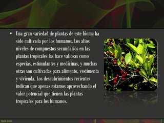 • Una gran variedad de plantas de este bioma ha
  sido cultivada por los humanos. Los altos
  niveles de compuestos secundarios en las
  plantas tropicales las hace valiosas como
  especias, estimulantes y medicinas, y muchas
  otras son cultivadas para alimento, vestimenta
  y vivienda. Los descubrimientos recientes
  indican que apenas estamos aprovechando el
  valor potencial que tienen las plantas
  tropicales para los humanos.
 