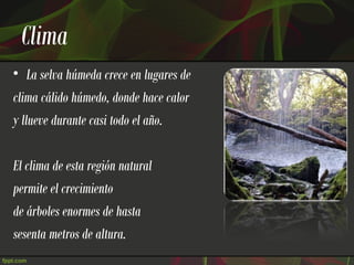 Clima
• La selva húmeda crece en lugares de
clima cálido húmedo, donde hace calor
y llueve durante casi todo el año.

El clima de esta región natural
permite el crecimiento
de árboles enormes de hasta
sesenta metros de altura.
 