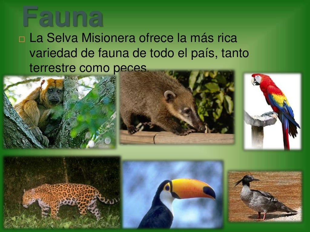 AMBIENTE Selva misionera 6º A