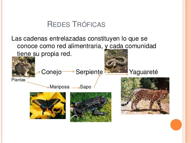 Selva misioners