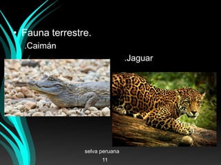 • Fauna terrestre.
.Caimán
.Jaguar
selva peruana
11
 