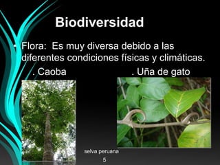 Biodiversidad
• Flora: Es muy diversa debido a las
diferentes condiciones físicas y climáticas.
. Caoba . Uña de gato
selva peruana
5
 
