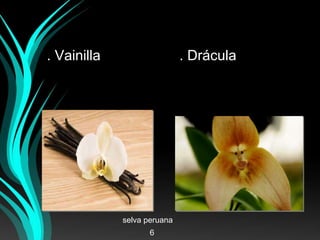 . Vainilla . Drácula
selva peruana
6
 