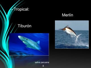 –Tropical:
Merlín
Tiburón
selva peruana
8
 