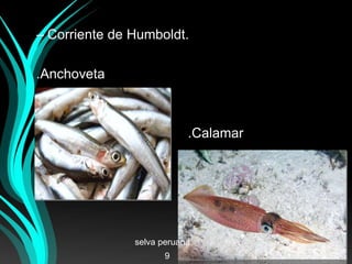 – Corriente de Humboldt.
.Anchoveta
.Calamar
selva peruana
9
 