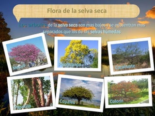 Flora de la selva seca

Los arboles de la selva seca son mas bajos y se encuentran mas
           separados que los de las selvas húmedas




                   Palo Blanco
 