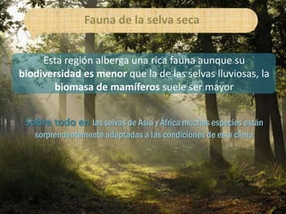 Fauna de la selva seca


     Esta región alberga una rica fauna aunque su
biodiversidad es menor que la de las selvas lluviosas, la
       biomasa de mamíferos suele ser mayor


 Sobre todo en las selvas de Asia y África muchas especies están
   sorprendentemente adaptadas a las condiciones de este clima
 
