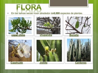 • En las selvas secas viven alrededor de6,000 especies de plantas.
copal chino chupandía Bonete
Jiotilla CardonesCazahuate
 