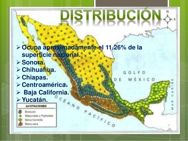 Selva seca